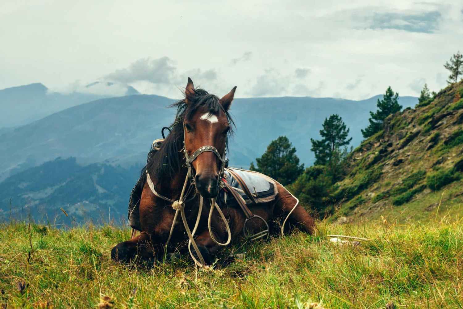 Horse tours in Mountains